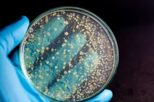 cmunidades bacterianas1